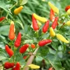 Tabasco Pepper Live Plant - Spicy Edible Pepper - 1 Pot (2 Plants) - Image 1
