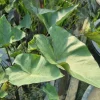 Tea Cup Colocasia Live Plant – Elephant Ear – 4-6" Tall – Unique Foliage - Image 1
