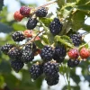 Thornless Navaho Blackberry Plant, Live Fruit Cane, 4-10" Tall - Image 1