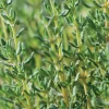Thyme Live Herb Plant - 7" Height, 3.5" Pot, Perennial, USDA Zones 5-9 - Image 1