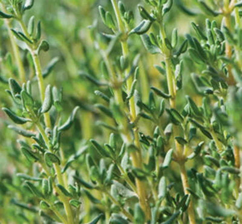 Thyme Live Herb Plant - 7" Height, 3.5" Pot, Perennial, USDA Zones 5-9 - Image 1