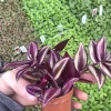 Tradescantia Zebrina Live Plant – 2 inch Pot – Colorful Trailing Houseplant - Image 1