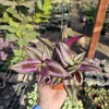 Tradescantia Zebrina Live Plant – Colorful Trailing Plant in 4" Pot – Indoor Houseplant - Image 1