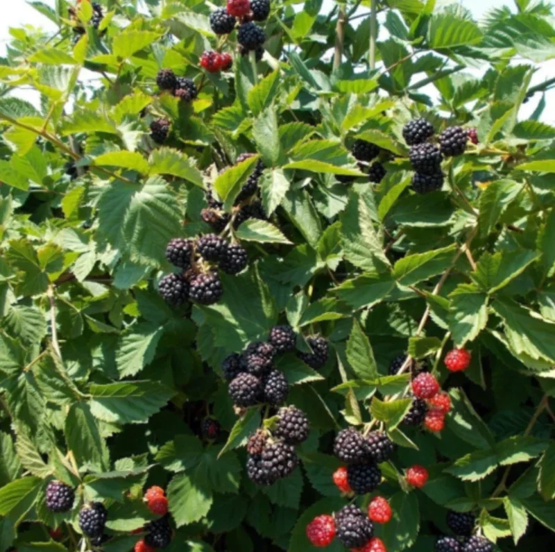 Triple Crown Blackberry Live Plant – Thornless Fruit Cane – 4-10" Tall - Image 2