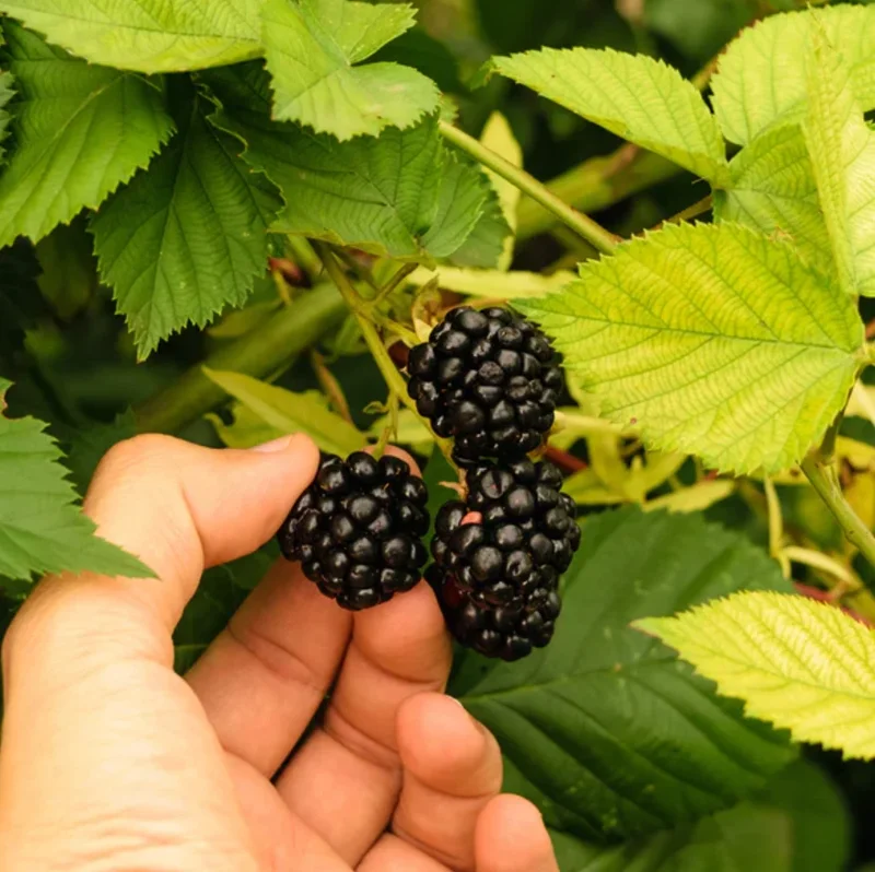 Triple Crown Blackberry Live Plant – Thornless Fruit Cane – 4-10" Tall - Image 3