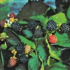 Triple Crown Blackberry Live Plant – Thornless Fruit Cane – 4-10" Tall - Image 1
