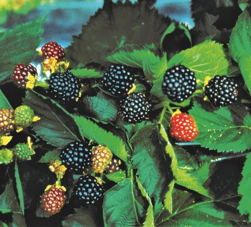 Triple Crown Blackberry Live Plant – Thornless Fruit Cane – 4-10" Tall - Image 1