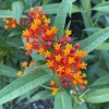 Tropical Milkweed Live Plant – Perennial, 3-6" Tall, Easy Grow - Image 1