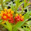 Tropical Milkweed Live Plant – Perennial – 3-6" Tall – Outdoor - Image 1