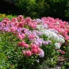 Upright Phlox Live Plant – 3-5" Tall Perennial Flower – Random Color - Image 1