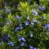 Upright Rosemary Live Plant – 6-8" Tall in 1 Pot (2 Plants) – Aromatic Herb - Image 1