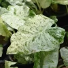 Variegated Alocasia Blizzard Live Plant – 4-8" Tall Houseplant - Image 1