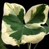 Variegated Colocasia Xanthosoma Live Plant – 1-2" Tall – Indoor/Outdoor - Image 1