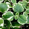 Variegated Cuban Oregano Live Plant - 1 Pot with 2 Plants - Plectranthus amboinicus - Image 1