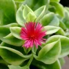 Variegated Ice Plant – Live Succulent – 1 Pot – Drought-Tolerant - Image 1