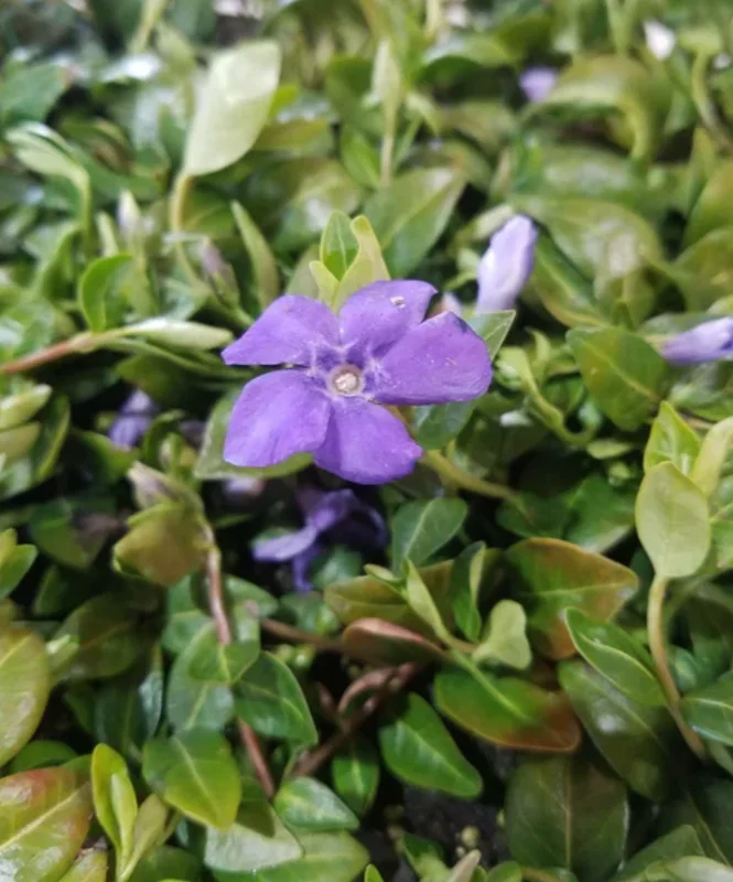 Vinca Vine 'Bowles' Live Plant - Trailing Groundcover - 2 Plants in 1 Pot - Image 2