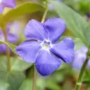 Vinca Vine 'Bowles' Live Plant - Trailing Groundcover - 2 Plants in 1 Pot - Image 1
