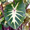 Waikiki Colocasia Live Plant 4-6" Tall - Tropical Indoor/Outdoor - Image 1