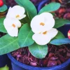White Crown of Thorns Live Plant – Euphorbia milii – 5-6 inches Tall – Indoor/Outdoor - Image 1