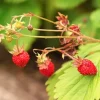 Wild Strawberry Live Plant – Edible Berries – 3" Pot – Ground Cover - Image 1