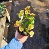 Yellow Crown of Thorns Live Plant – Euphorbia milii Floral Yellow – 4" Pot - Image 1