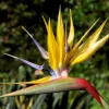 Yellow Gold Bird of Paradise Live Plant – 4-6" Tall – Easy Care Indoor - Image 1