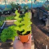 Zig Zag Cactus Live Plant – Fishbone Cactus – 2 inch Pot – Indoor Houseplant - Image 1