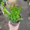 Zig Zag Cactus Live Plant – Fishbone Cactus in 4" Pot – Easy Indoor Care - Image 1