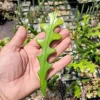 Zig Zag Cactus Live Plant Unrooted Cutting - Fishbone Cactus Indoor - Image 1