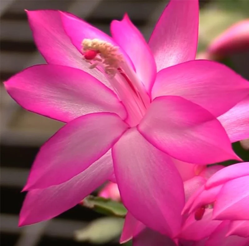 Zygocactus Live Plant - Pink Thanksgiving Cactus in 6" Pot - Image 1