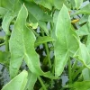 1 Broadleaf Arrowhead Live Plant - Sagittaria Latifolia Edible Aquatic Pond Plant - Image 1