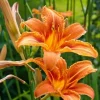 1 Large Orange Daylily Live Rooted Perennial Plant - Ready to Grow Outdoor - Image 1