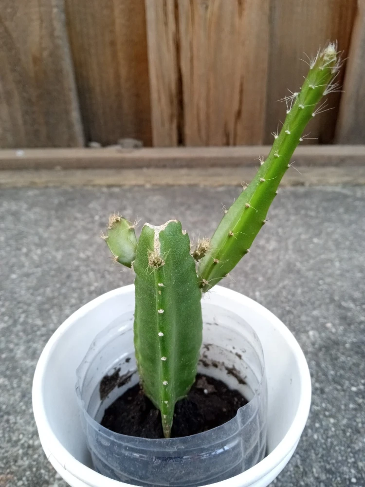 1 Yellow Dragon Fruit Live Plant - Palora Variety Evergreen Cacti Cutting - Image 2