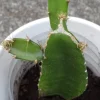 1 Yellow Dragon Fruit Live Plant - Palora Variety Evergreen Cacti Cutting - Image 1