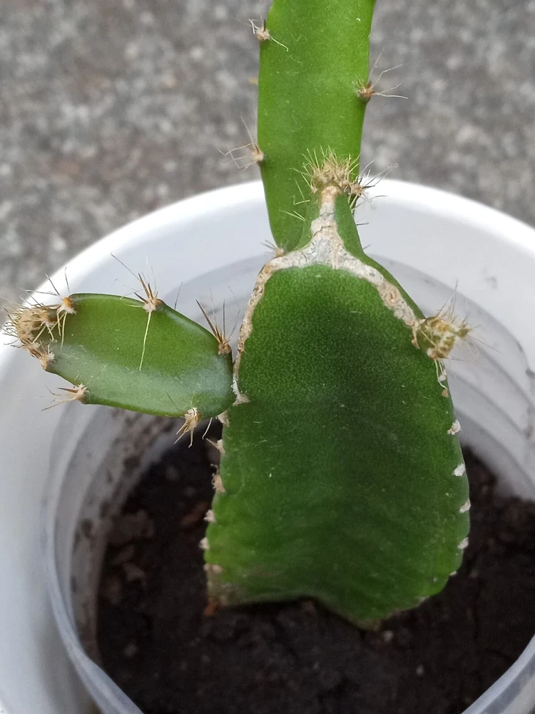 1 Yellow Dragon Fruit Live Plant - Palora Variety Evergreen Cacti Cutting - Image 1