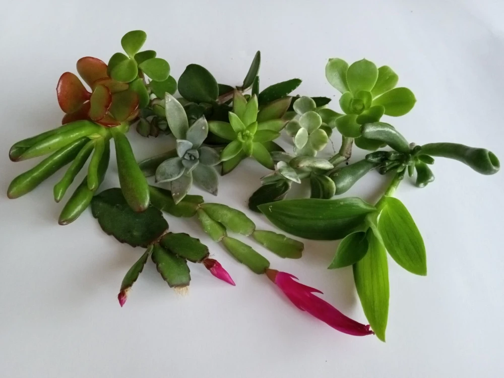 10 Assorted Succulent Cuttings Colorful Varieties Live Plant Indoor/Outdoor - Image 2