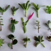 10 Assorted Succulent Cuttings Colorful Varieties Live Plant Indoor/Outdoor - Image 1