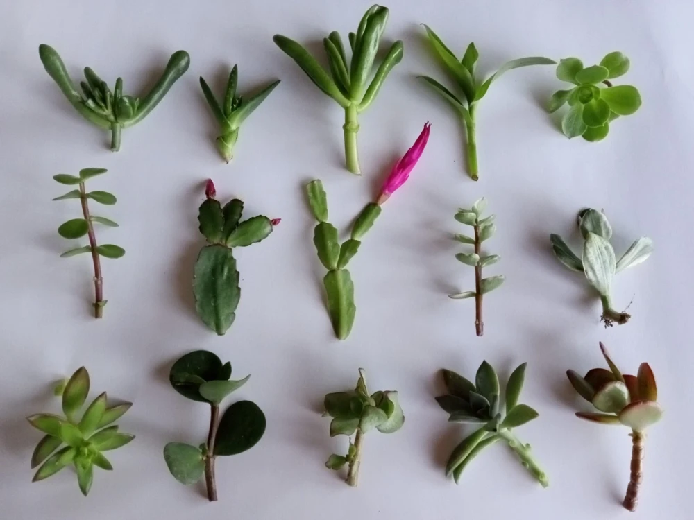 10 Assorted Succulent Cuttings Colorful Varieties Live Plant Indoor/Outdoor - Image 1