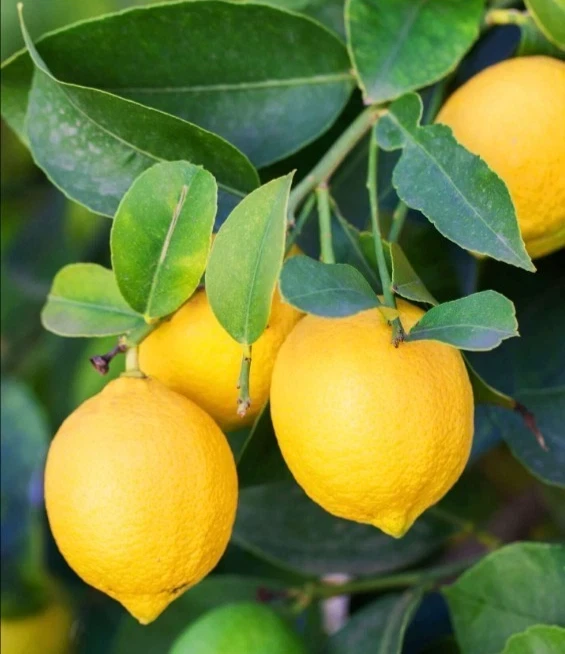 15 Organic Lemon Seeds - Non-GMO Citrus Fruit Seeds, USA Grown - Image 1