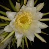 2 Dragon Fruit Cactus Cuttings Hylocereus Undatus White Flesh Pitaya, 8+ inch, Live Plant - Image 1