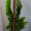 2 Dragon Fruit Cactus Cuttings - White Flesh Pitaya, 8"+ Rooted, Outdoor - Image 1
