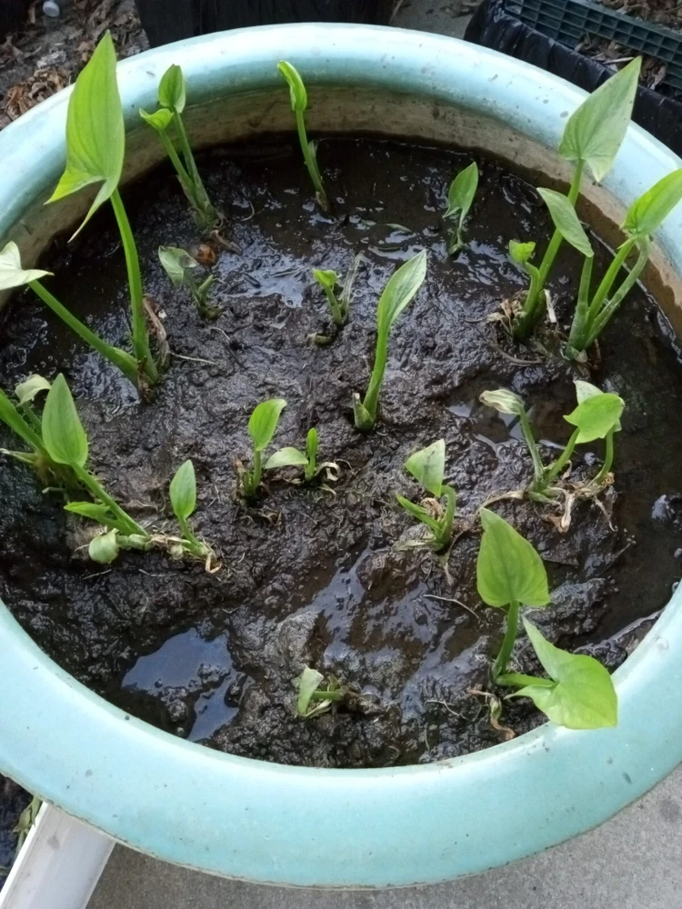 2 Edible Broadleaf Arrowhead Aquatic Plants – Sagittaria Latifolia – Outdoor Water Garden - Image 10