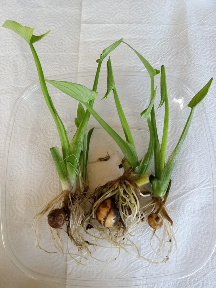 2 Edible Broadleaf Arrowhead Aquatic Plants – Sagittaria Latifolia – Outdoor Water Garden - Image 2