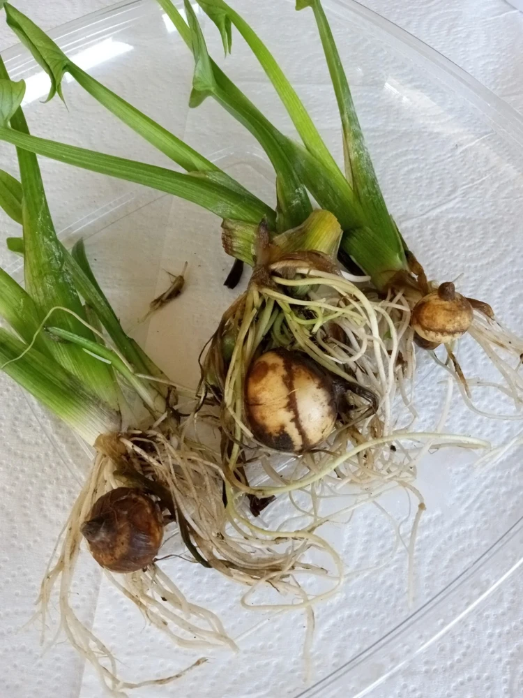 2 Edible Broadleaf Arrowhead Aquatic Plants – Sagittaria Latifolia – Outdoor Water Garden - Image 3