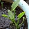 2 Edible Broadleaf Arrowhead Aquatic Plants – Sagittaria Latifolia – Outdoor Water Garden - Image 1