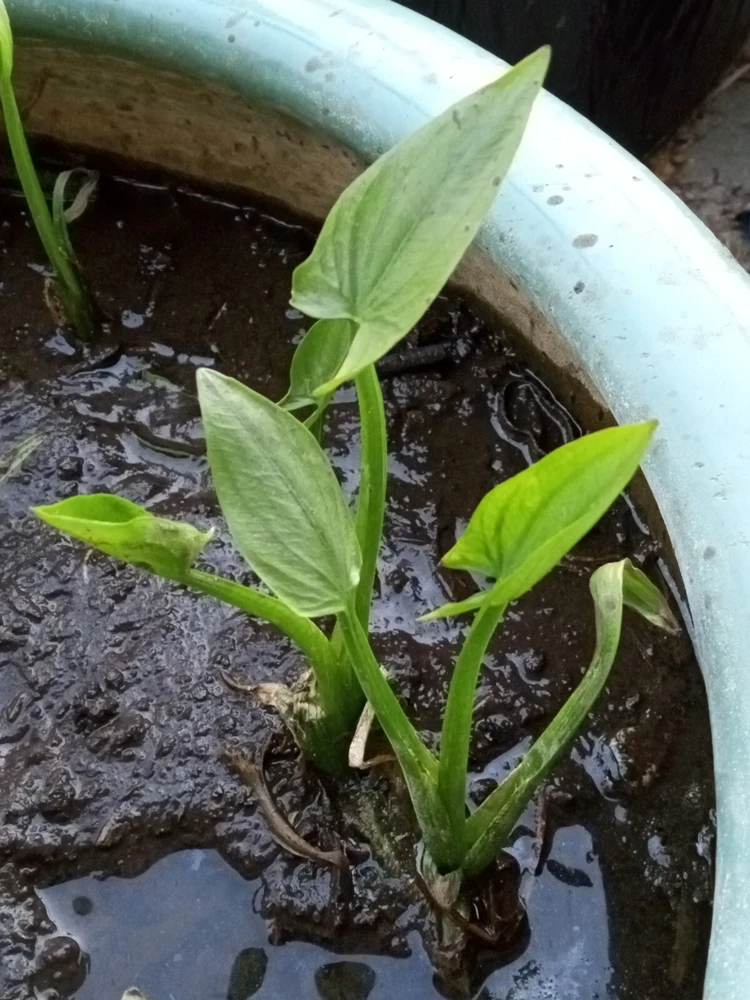 2 Edible Broadleaf Arrowhead Aquatic Plants – Sagittaria Latifolia – Outdoor Water Garden - Image 1