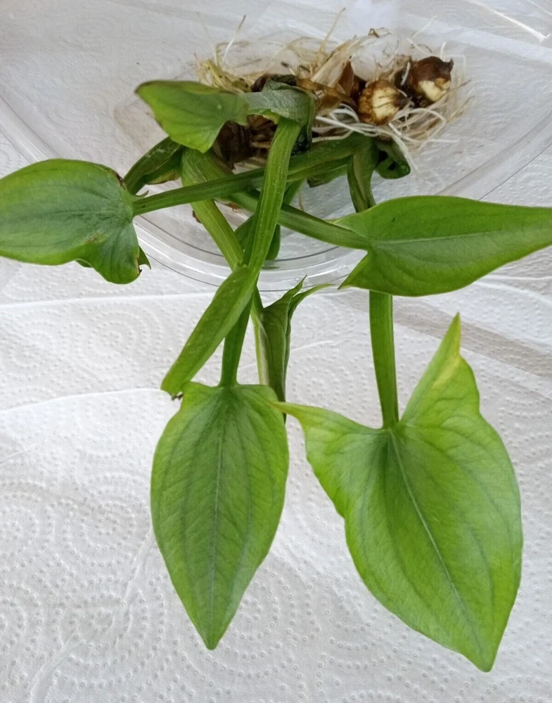 2 Edible Broadleaf Arrowhead Aquatic Plants – Sagittaria Latifolia – Outdoor Water Garden - Image 4