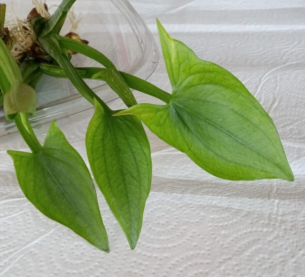 2 Edible Broadleaf Arrowhead Aquatic Plants – Sagittaria Latifolia – Outdoor Water Garden - Image 5