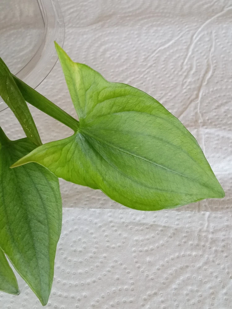 2 Edible Broadleaf Arrowhead Aquatic Plants – Sagittaria Latifolia – Outdoor Water Garden - Image 6