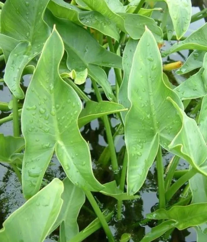 2 Edible Broadleaf Arrowhead Aquatic Plants – Sagittaria Latifolia – Outdoor Water Garden - Image 7